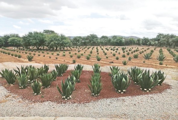 El mezcal está hecho a base de la fermentación de la planta agave.