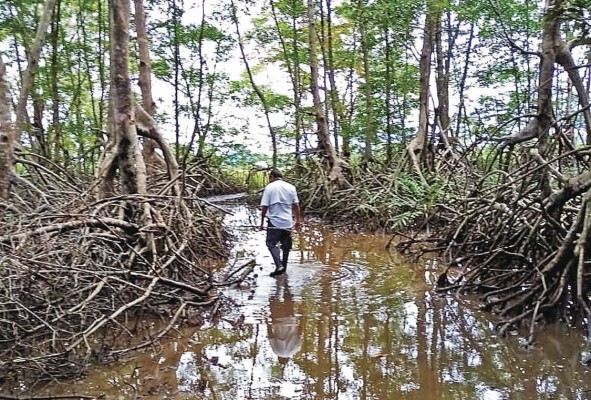 En Panamá ya existen rutas ecoturísticas dentro del ecosistema de manglar.