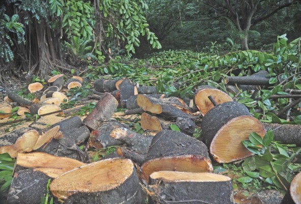 Milciades Concepción, actual ministro de Ambiente, afirmó que Panamá ha perdido casi el 2% de su cobertura boscosa en siete años.