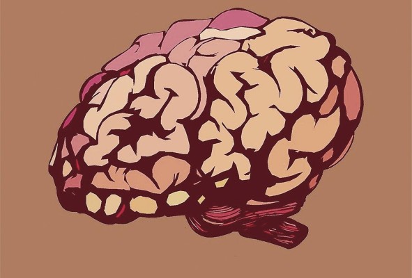 Algunos estudios recogen que el cerebro es el órgano donde se alojan las fantasías sexuales de los seres humanos.