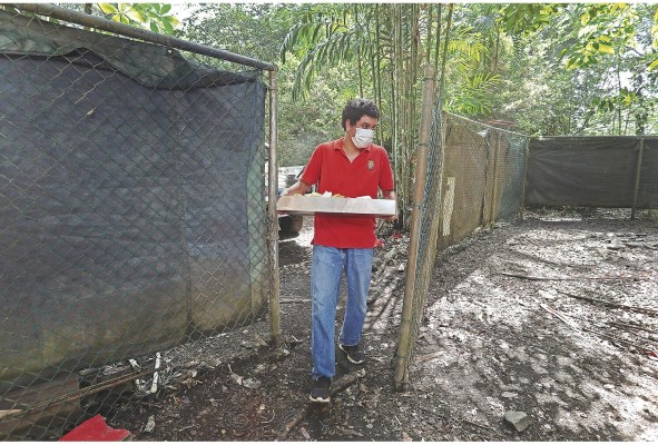 Los cuidadores se turnan y alimentan a los animales.