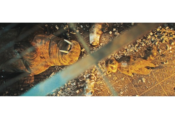 La cinta se adentra en el pasado de Rocket, Teefs, Lylla y Floor.