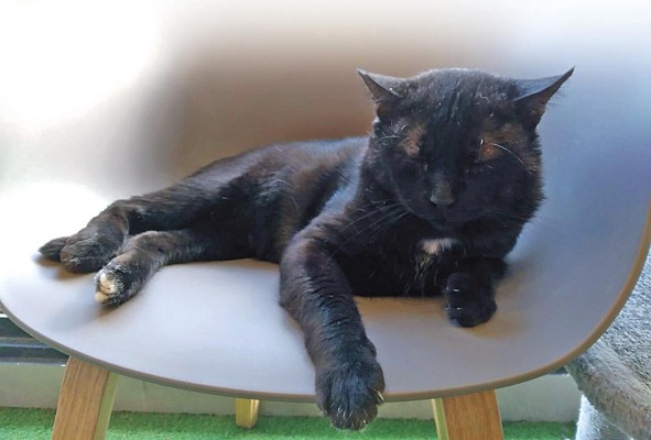 Los gatos encuentran un lugar seguro, luego de ser abandonados o maltratados.