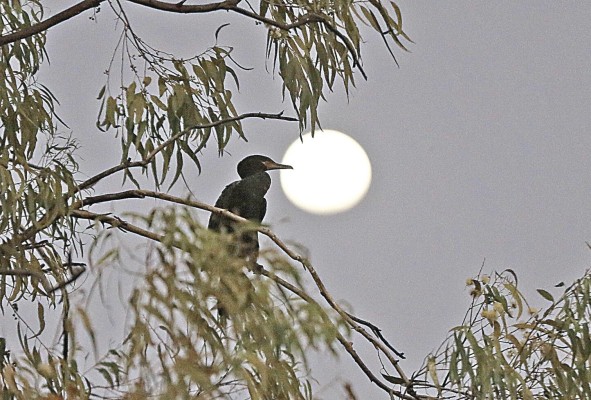 Panamá, un cielo privilegiado para el avistamiento de aves