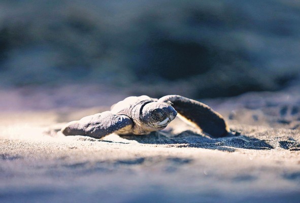 Alrededor del 40% de los huevos de la baula nacen.