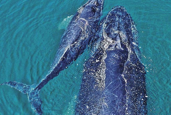 El turismo irresponsable hace vulnerables a las ballenas. Cada año, cientos de ellas son golpeadas por botes y otras se enredan en las redes de pescadores.