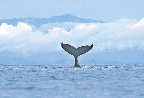 Una ballena jorobada nada en las aguas del Parque Nacional Coiba, en la provincia de Veraguas.