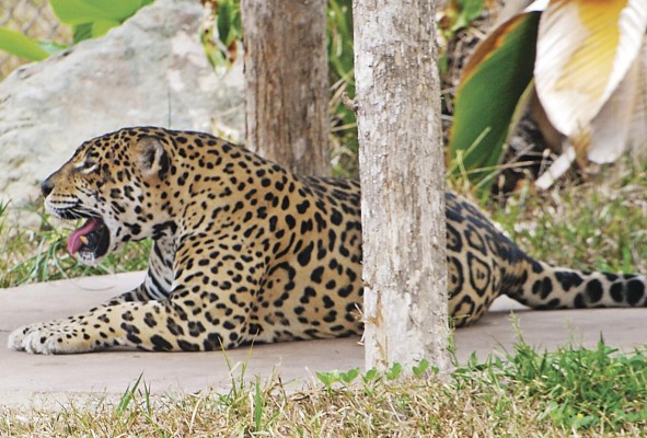 Para resaltar la importancia de este felino, el 29 de noviembre de 2018 se celebró por primera vez el Día Internacional del Jaguar, una iniciativa de varios países que cuentan con la presencia de este animal, como es el caso de Panamá.