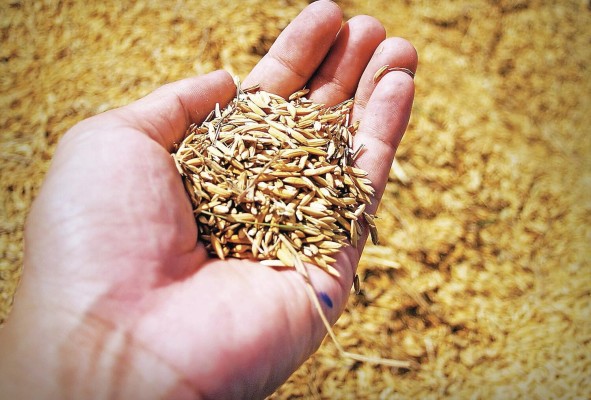 Hasta el 2 de diciembre de 2022, el Mida reportó 83.787,8 hectáreas sembradas de arroz, lo que representa un 93,1% de lo programado anual.