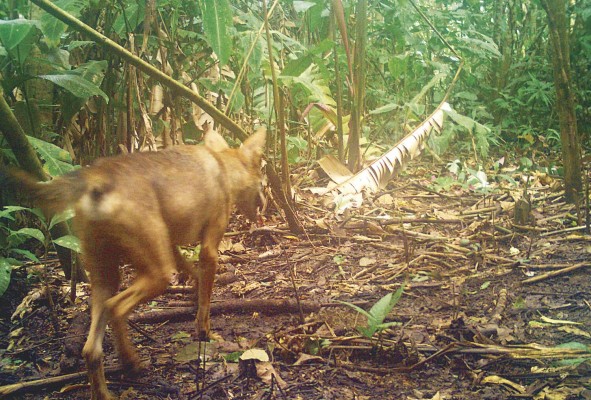 Imagen de un coyote capturada por una de las cámaras trampa del STRI.