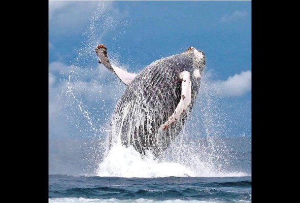 Cerca de 2.,000 ballenas jorobadas migran desde la Antártida y llegan a nuestra costa entre julio y octubre.