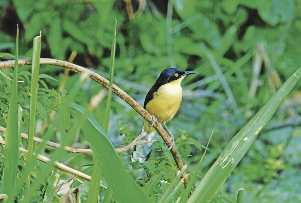 'Donacobio atricapila'
