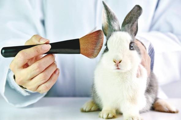 La cifras de la Unión Británica contra la vivisección de 2020 registran que más de 115 millones de animales se usan cada año en pruebas de productos cosméticos en el mundo.