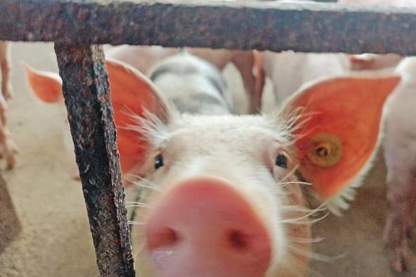 La peste porcina africana puede tener un altísimo impacto en la producción porcina y la producción de carne porcina en los países.