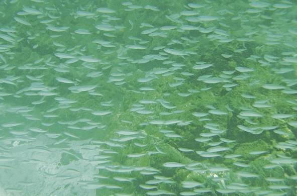 Los mares de Coiba albergan una diversidad de peces y otras especies marinas.