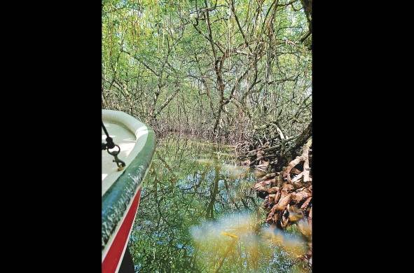 Los manglares son parte del ecosistema natural que podrá encontrar en Bocas del Toro.
