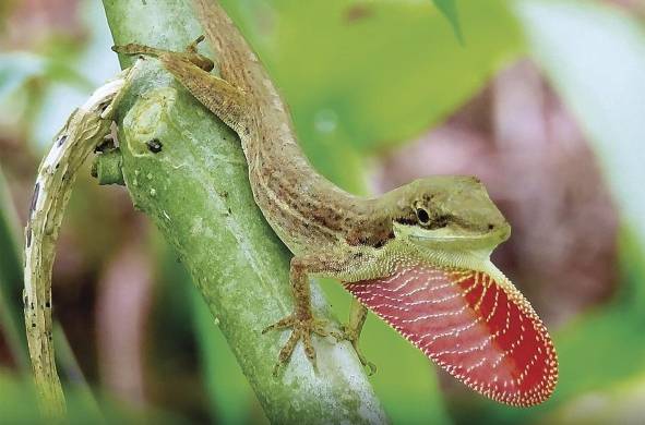 Panamá es uno de los países más diversos en especies de anfibios y reptiles.