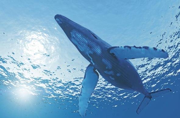 La ballena jorobada puede medir entre 14 y 16 metros de largo.