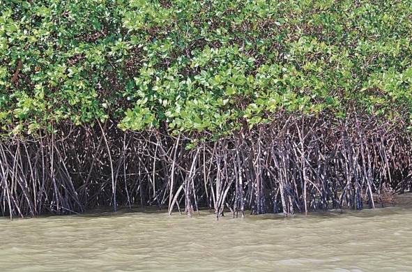 Los manglares son un tipo de humedal que absorbe dióxido de carbono.