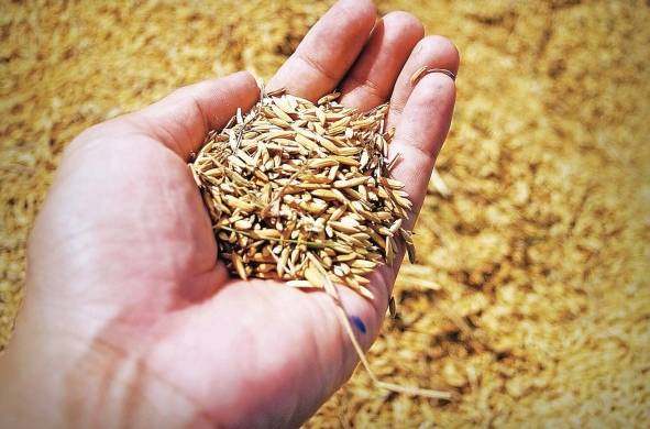 Hasta el 2 de diciembre de 2022, el Mida reportó 83.787,8 hectáreas sembradas de arroz, lo que representa un 93,1% de lo programado anual.