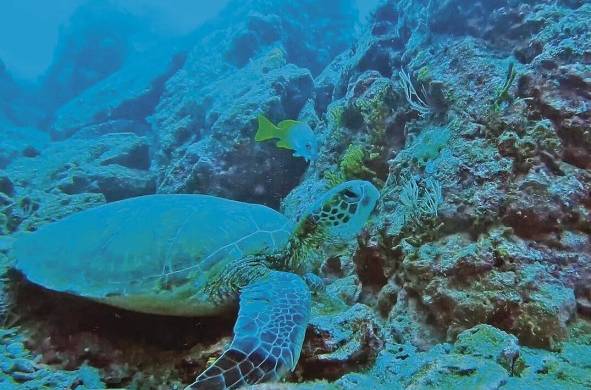 Las tortugas marinas aún están en peligro de extinción.