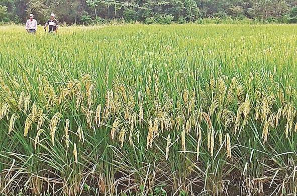 Recientemente Panamá importó un contingente de arroz de 600 mil libras con cáscara.