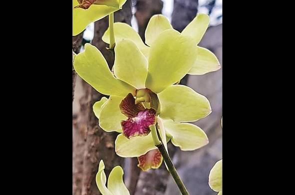 Las orquídeas se encuentran en parques nacionales.
