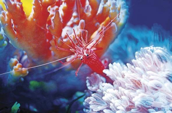 El arrecife de coral es un ecosistema complejo en el que habitan varias especies de organismos; sin él morirían.