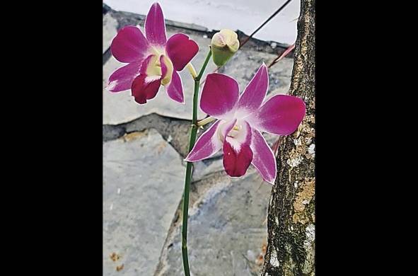En Panamá hay al menos unas 296 especies endémicas de orquídeas.