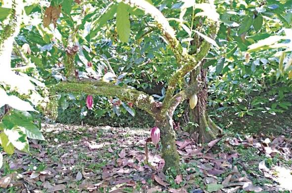 En 2015, Panamá recibió la certificación de que el 50% de la producción del país era cacao fino y de aroma.