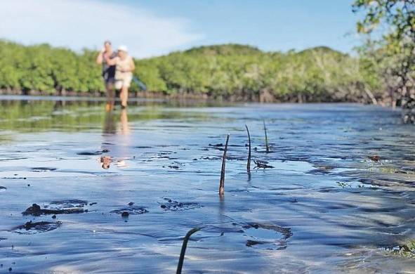 Los manglares capturan enormes cantidades de emisiones de dióxido de carbono y otros gases de efecto invernadero de la atmósfera.