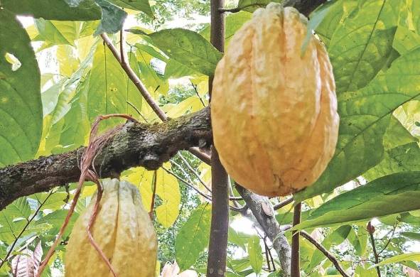 En Panamá se han estudiado comunidades de microorganismos asociadas a cultivos como el cacao.