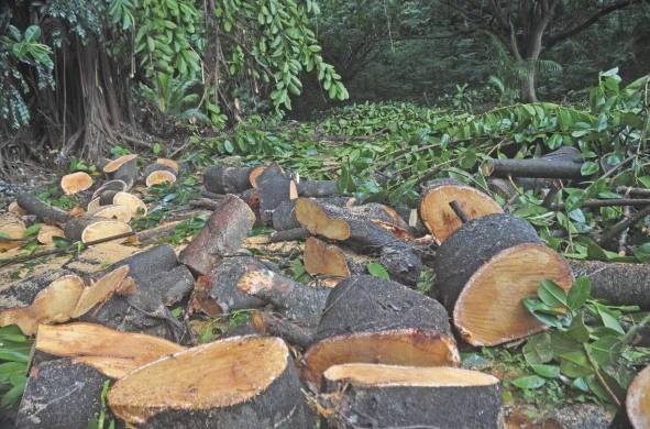 Milciades Concepción, actual ministro de Ambiente, afirmó que Panamá ha perdido casi el 2% de su cobertura boscosa en siete años.
