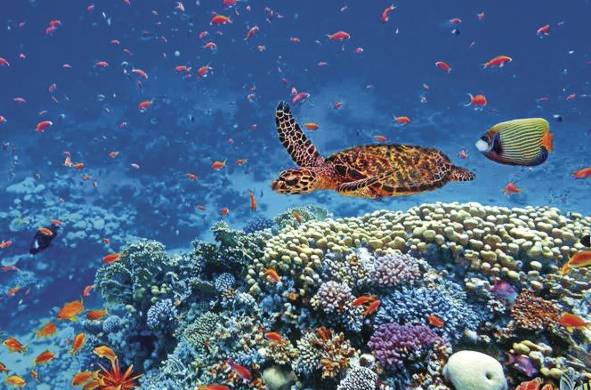 Más de 1 millón de especies dependen de los ecosistemas marinos alrededor del mundo.