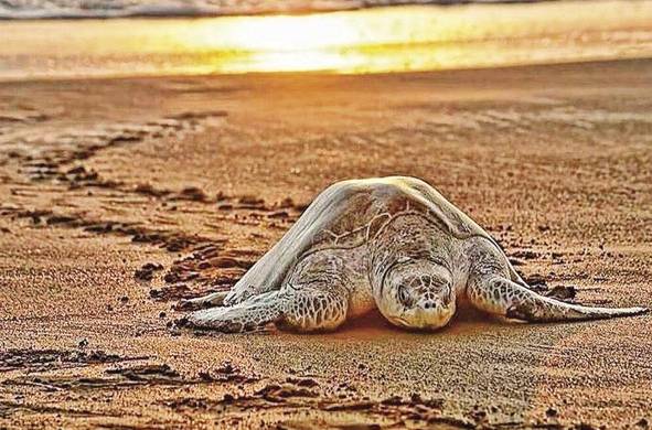 La anidación y nacimiento de tortugas son parte del turismo sostenible de Panamá.