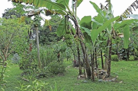 Alrededor de la casa tienen un 'bosque comestible' con plantas medicinales, frutas y vegetales.