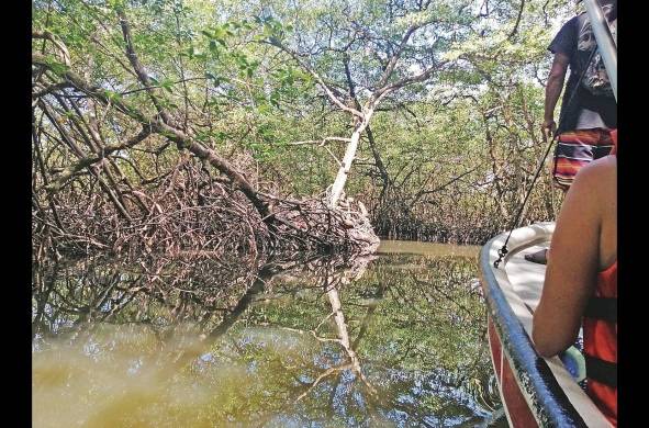 Todas las provincias del país cuentan con especies de manglares.