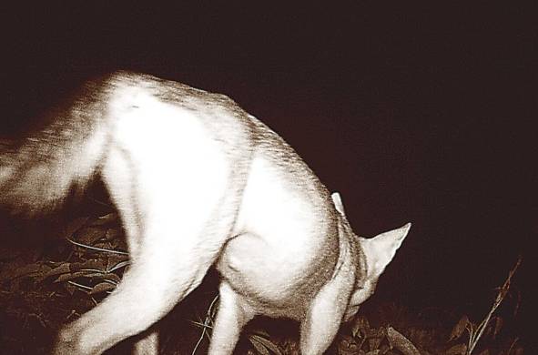 La fácil distribución del coyote fuera de su hábitat original se debe a que es una especie oportunista y se ha adaptado sin problema a los cambios de uso de suelo ocasionados por el hombre.