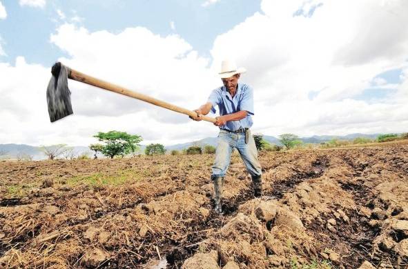 Se espera que para el 2030 se haya restaurado 100 mil hectáreas del corredor seco de Centro América.