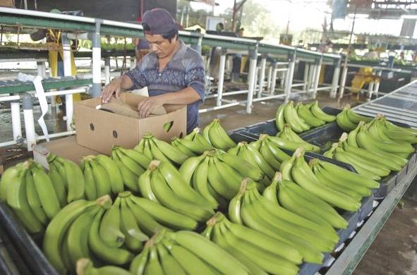 El banano, les el principal prodcuto de exportación del país.