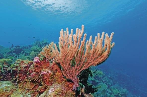 Panamá cuenta con 770 kilómetros cuadrados de arrecifes de coral, 754 kilómetros ubicados en el Caribe y 16 kilómetros en el Pacífico.