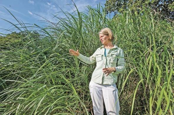 Kristin Saltonstall, científica de STRI, está fascinada por las grandes especies de pastos invasores que a menudo cambian radicalmente los ecosistemas que invaden.
