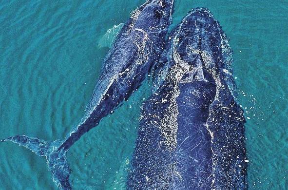 El turismo irresponsable hace vulnerables a las ballenas. Cada año, cientos de ellas son golpeadas por botes y otras se enredan en las redes de pescadores.
