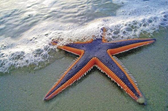 Al extraer una estrella de mar del agua se pone en riesgo su vida, causándole la muerte por asfixia o estrés.