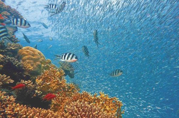 Los océanos están en la línea frontal de la lucha por la conservación de la biodiversidad.