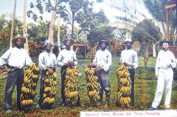Bananas Farm, Postal coloreada. I. L Maduro Jr.