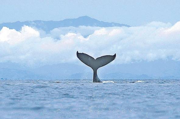 Una ballena jorobada nada en las aguas del Parque Nacional Coiba, en la provincia de Veraguas.
