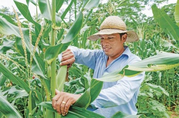 Los productores de maíz se encuentran entre los beneficiados por compensación económica.