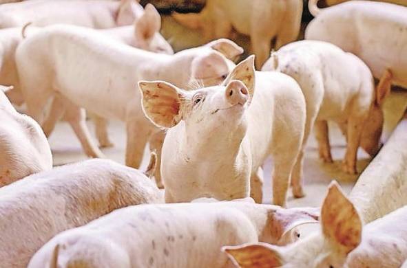 El consumo de cerdo en Panamá se ubica entre los más altos de América Latina y el Caribe.