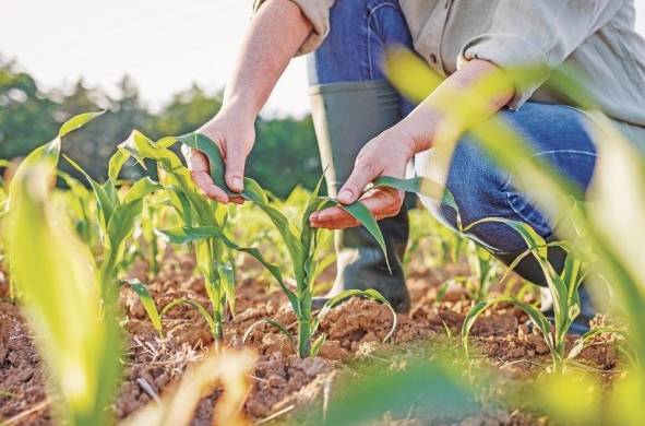 La Ocde creó una agenda política para mejorar la resiliencia de la agricultura y los sistemas alimentarios.